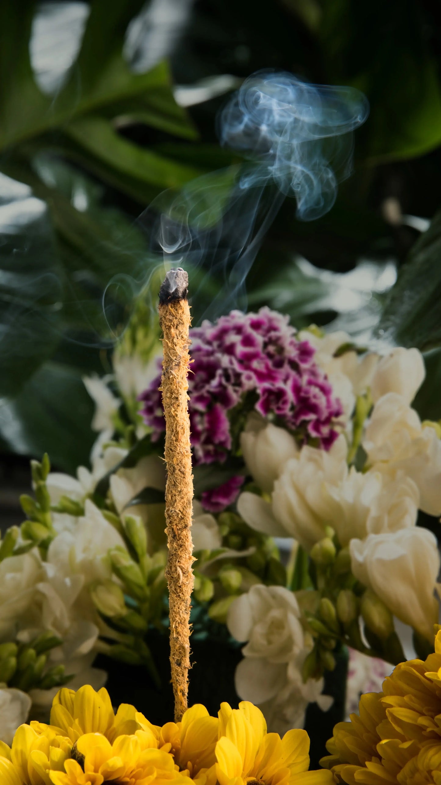 6 varillas de incienso de botánico de caléndula