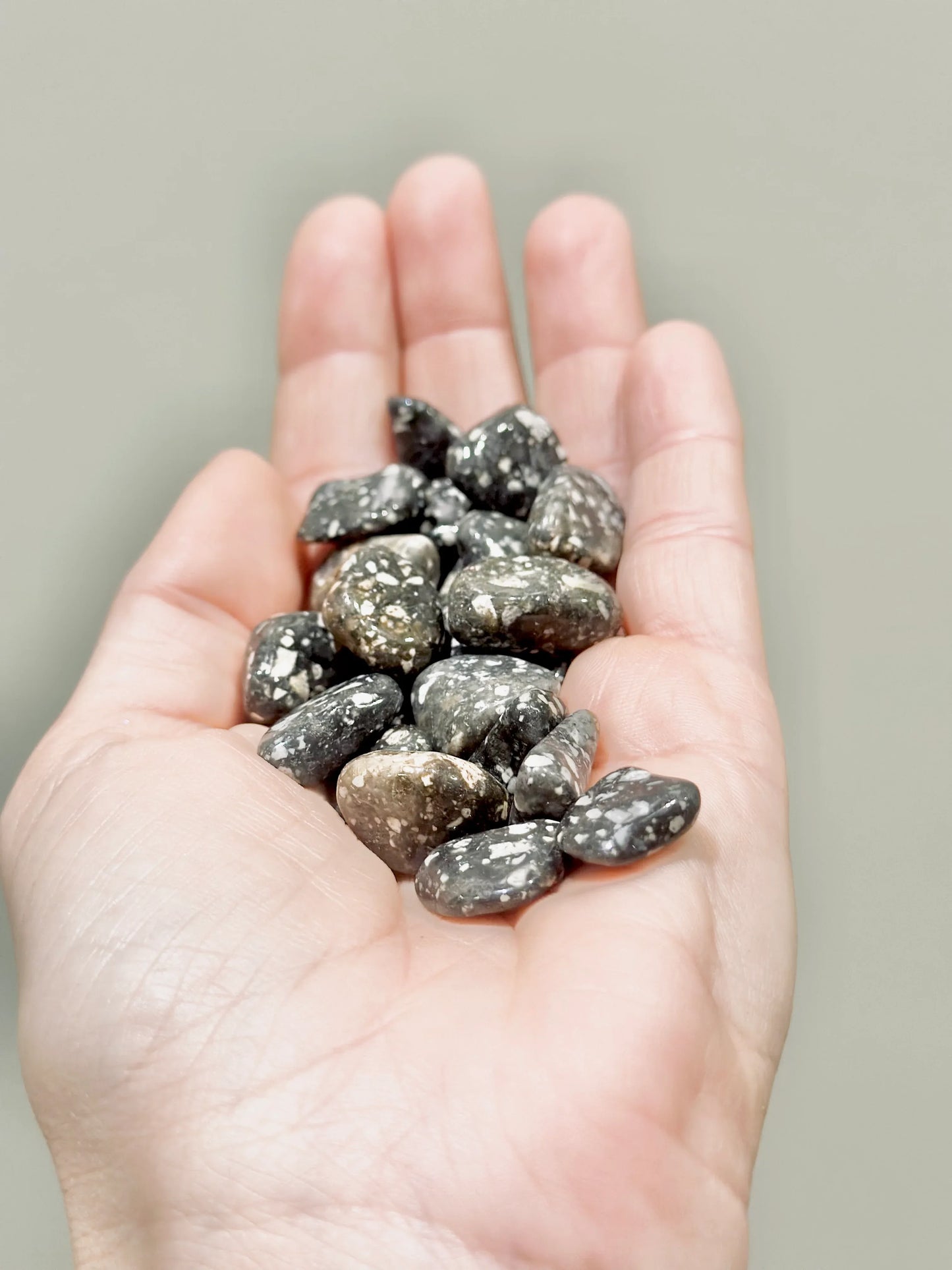 Rodado de Gallina de Guinea o Jaspe leopardo negro - La Quinta Vidal