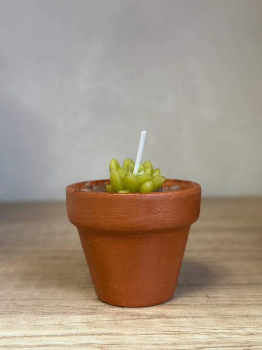 Vela de cera de abeja suculenta mini